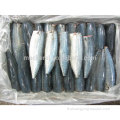 Fish Fish Pacific MacKerel Hgt avec prix le plus bas